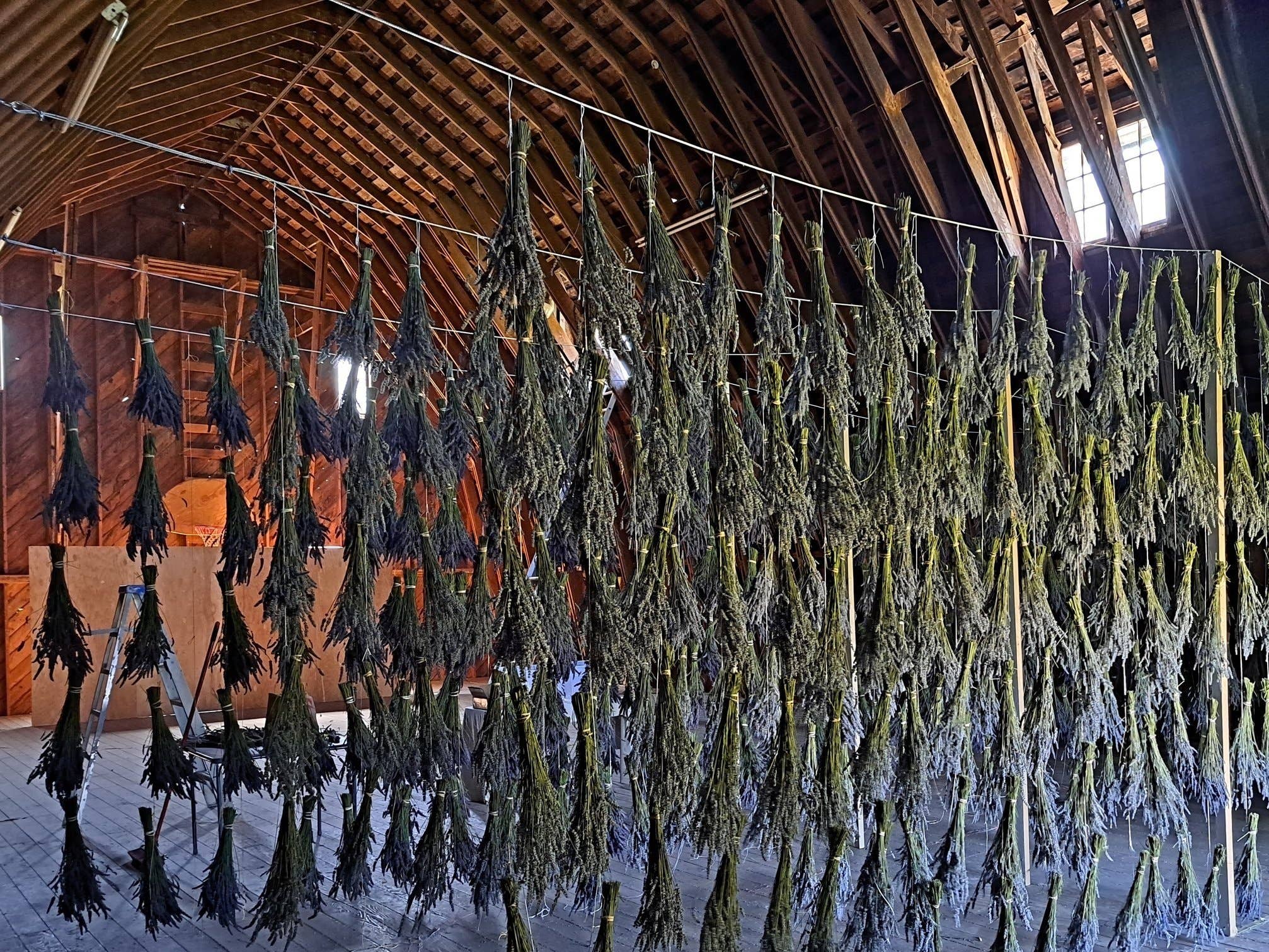 Dried Grosso Lavender Bundles